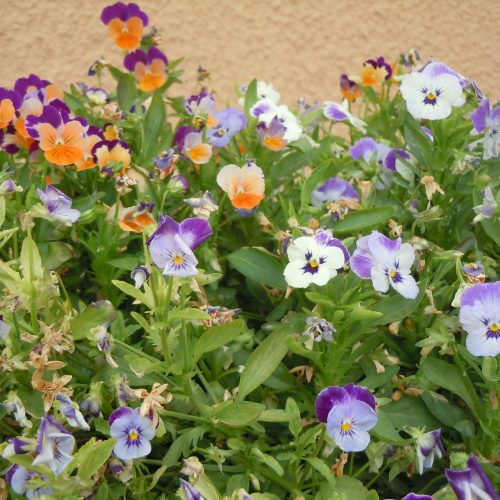 Blumen Blumen