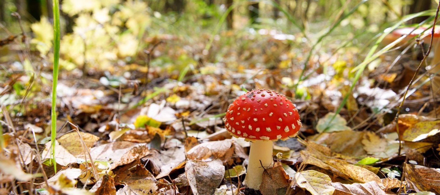 Pilz Pilz